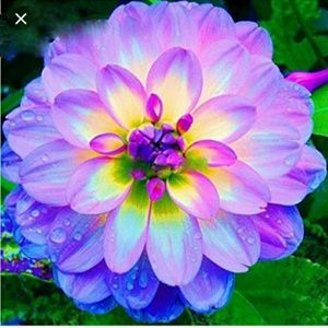 Meet your Posher, Jazzy